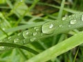 Close-up of raindrops on blades of grass