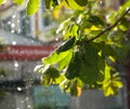 CLOSE-UP OF RAINDROPS AND BLURRY LEAVES