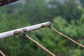 Close-up of raindrops on a clothesline. Summer downpour. Trees with lush green foliage blurred in the background panorama. Royalty Free Stock Photo