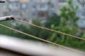 Close-up of raindrops on a clothesline. Summer downpour. Trees with lush green foliage blurred in the background panorama. Royalty Free Stock Photo