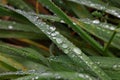 Close up raindrops or dew on green grass Royalty Free Stock Photo