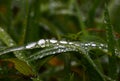 Close up raindrops or dew on green grass Royalty Free Stock Photo