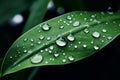 Close up raindrops falling on green leaf with bubble clear drop dew water wet leaves rainy park forest meadow serene Royalty Free Stock Photo