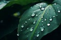 Close up raindrops falling on green leaf in serene nature inspired style plant after rain outdoors with bubble clear Royalty Free Stock Photo