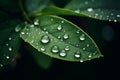 Close up raindrops falling on green leaf in serene nature inspired style plant after rain outdoors with bubble clear Royalty Free Stock Photo
