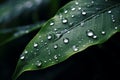 Close up raindrops falling on green leaf in serene nature inspired style plant after rain outdoors with bubble clear Royalty Free Stock Photo