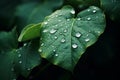 Close up raindrops falling on green leaf in serene nature inspired style plant after rain outdoors with bubble clear Royalty Free Stock Photo