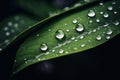 Close up raindrops falling on green leaf in serene nature inspired style plant after rain outdoors with bubble clear Royalty Free Stock Photo