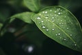 Close up raindrops falling on green leaf in serene nature inspired style plant after rain outdoors with bubble clear Royalty Free Stock Photo