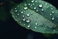 Close up raindrops falling on green leaf in serene nature inspired style plant after rain outdoors with bubble clear Royalty Free Stock Photo