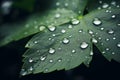 Close up raindrops falling on green leaf in serene nature inspired style plant after rain outdoors with bubble clear Royalty Free Stock Photo