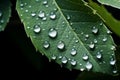 Close up raindrops falling on green leaf in serene nature inspired style plant after rain outdoors with bubble clear Royalty Free Stock Photo