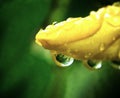 Close-up of raindrops glistening on vibrant plant petals