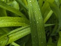 Close-up of raindrops on green grass or leaves. Beautiful texture of leaves with drops or dew Royalty Free Stock Photo