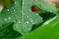 close up raindrops on green tropical leave Royalty Free Stock Photo