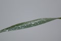 Close-up of raindrops on leaf against gray background Royalty Free Stock Photo