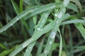 Raindrops on the leaves. Green grass after the rain. Top view. Selective focus. Natural background Royalty Free Stock Photo