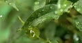 Close up of raindrops. Rain drips on the green leaves of the plant Royalty Free Stock Photo