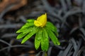 Close up of raindrops on a yellow flowering Eranthis hyemalis or Winter aconite.