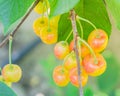 Rainier cherries hanging on branch harvest season at Yakima Valley, Washington, USA