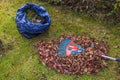 Close-up of raking fallen leaves in garden on autumn lawn using rake.