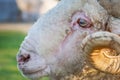 Close-up of a ram head