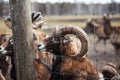 Close-up of a ram\'s head behind a fence. Ram with big curved horns Royalty Free Stock Photo