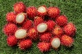 Close up of a Rambutan peeled. Top view healthy fruits on green lawn. Ready to eat sweet Bali fruit. Fruit is rounded oval single- Royalty Free Stock Photo