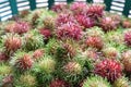 Close up Rambutan peeled. Top view Healthy fruits rambutans in a supermarket local market of ready to eat, sweet Thai fruit. Royalty Free Stock Photo