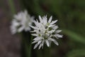 a close up of Ramsons flower