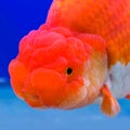 Close up ranchu Lion Royalty Free Stock Photo