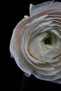 Close-up Ranunculus on a black background. Mothers Day Royalty Free Stock Photo