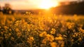 Close up of rapeseed blossom at sunset in field in late spring time