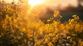 Close up of rapeseed blossom at sunset in field in late spring time