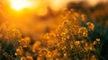 Close up of rapeseed blossom at sunset in field in late spring time