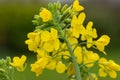 Rapeseed brassica napus Royalty Free Stock Photo