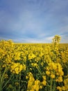 Close up rapeseed field. Open land with yellow canola flowers. Spring season farmland blooming