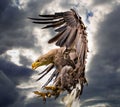 Close-up of a raptorial bird in Burg Guttenberg, Germany Royalty Free Stock Photo