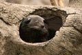 Close up for rare and amusing animal - binturong.