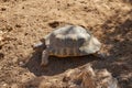 Close-up a rare Desert Tortoise Royalty Free Stock Photo