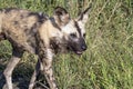 African Painted wild dog at Hluhluwe-Imfolozi Wildlife Park