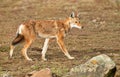 Close up of a rare and endangered Ethiopian wolf