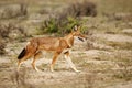 Close up of a rare and endangered Ethiopian wolf