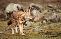 Close up of a rare and endangered Ethiopian wolf