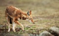 Close up of a rare and endangered Ethiopian wolf