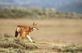 Close up of a rare and endangered Ethiopian wolf