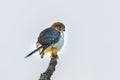 Close up of rare female White-rumped falcon (Polihierax insignis)