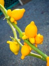 Close up of a rare fruit, titty or nipple fruit on plant, Japan