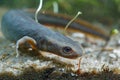 Close up of the rare Fuding fire belly newt , Cynops fudingensis Royalty Free Stock Photo