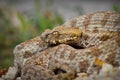 Close up of rare Milos viper